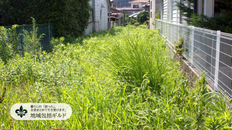 雑草が生い茂っている庭